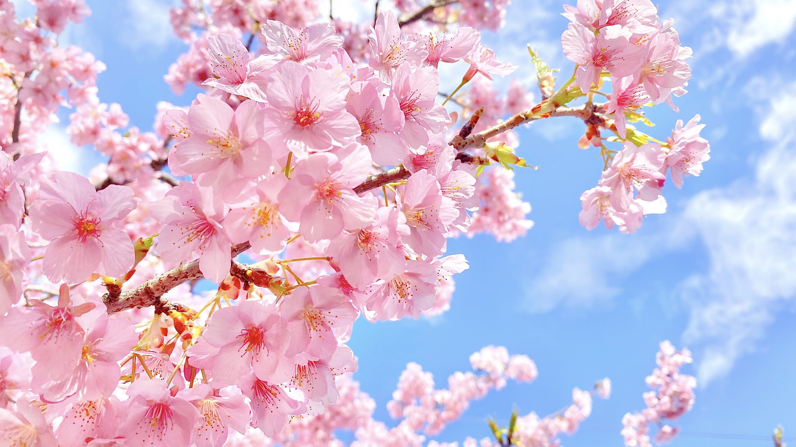 ４月！婚活スタートキャンペーン。